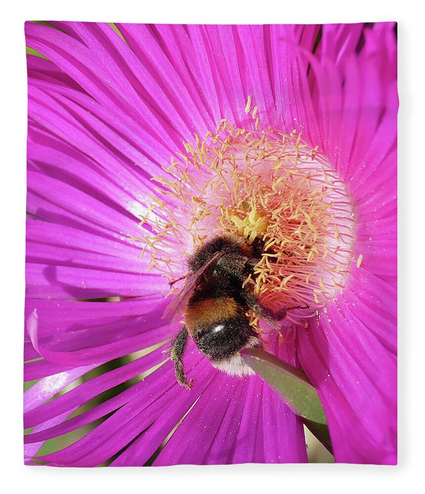 Bumblebee Fleece Blanket featuring the photograph Bumblebee collecting pollen from ice plant by Steve Estvanik