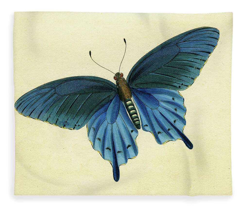 Entomology Fleece Blanket featuring the mixed media Butterflies detail - Papilio philenor by Unknown
