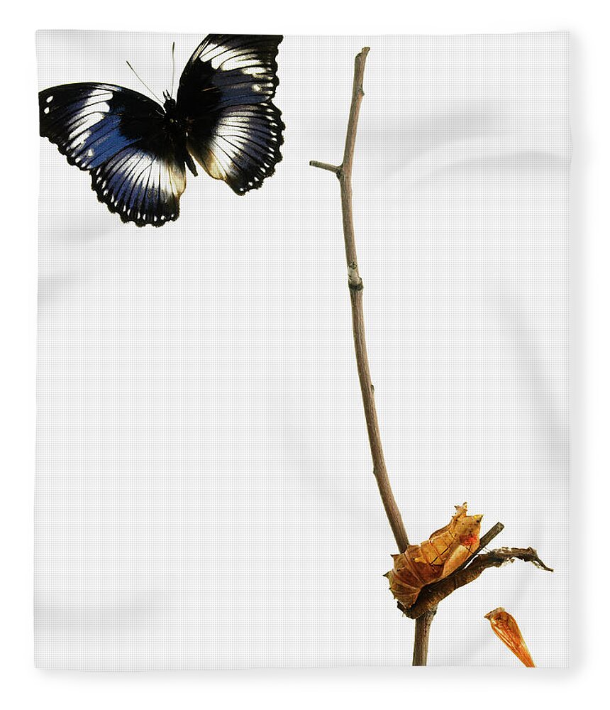 White Background Fleece Blanket featuring the photograph Butterfly Transformation by David Arky