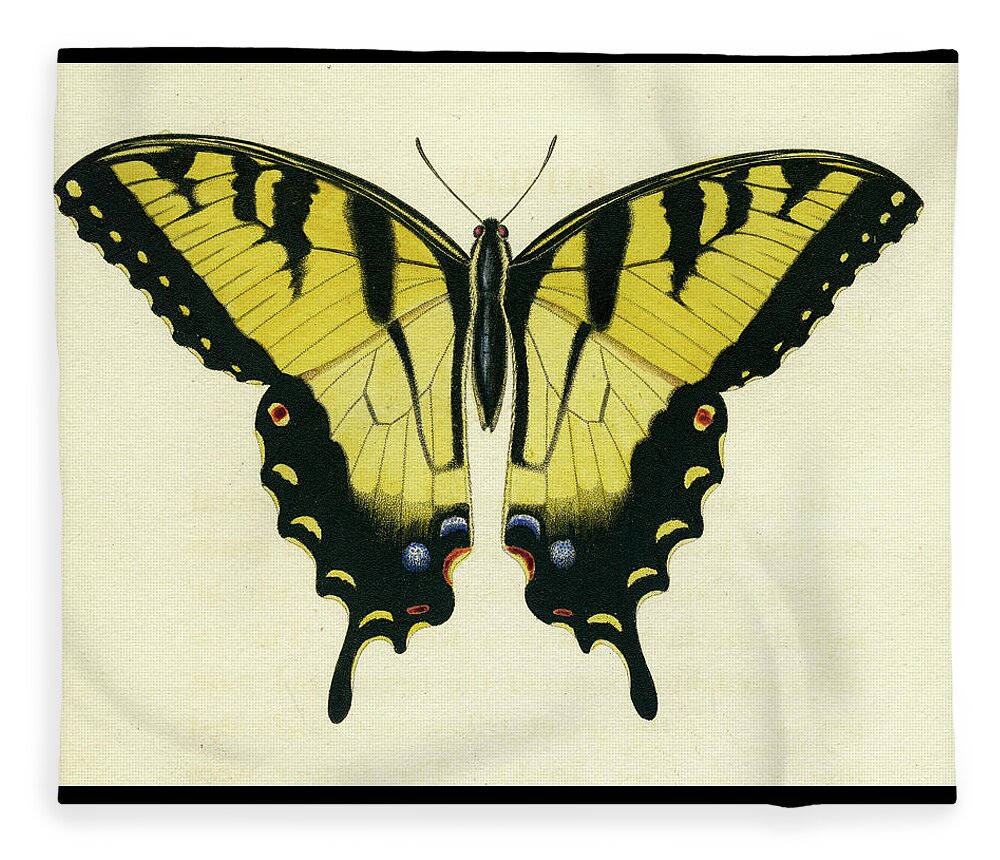 Entomology Fleece Blanket featuring the mixed media Butterfly by Unknown