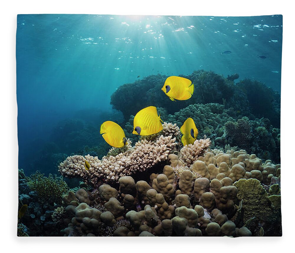Tranquility Fleece Blanket featuring the photograph Butterflyfish With Shafts Of Sunlight by Georgette Douwma