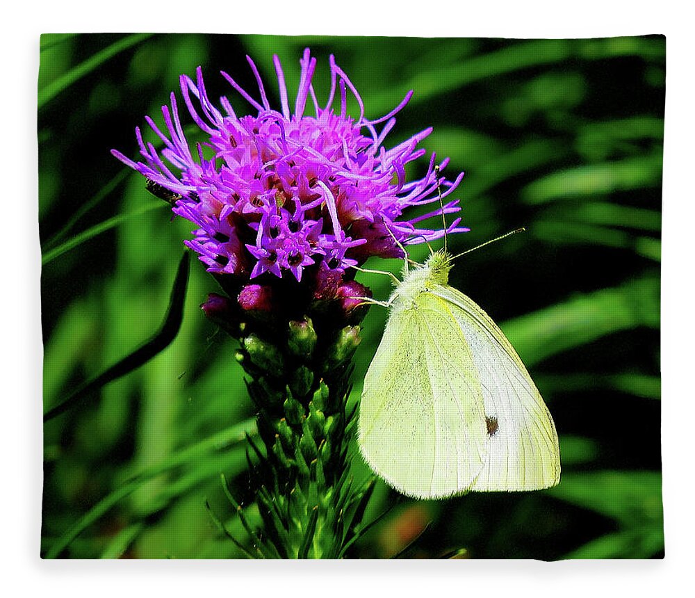 Cabbage White Butterfly Fleece Blanket featuring the photograph Cabbage White and Purple by Linda Stern