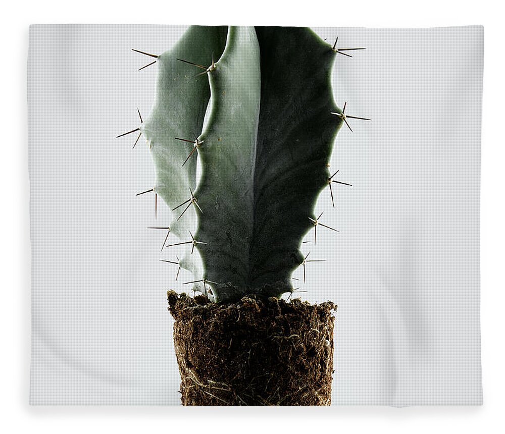 White Background Fleece Blanket featuring the photograph Cactus On White Background by Chris Stein