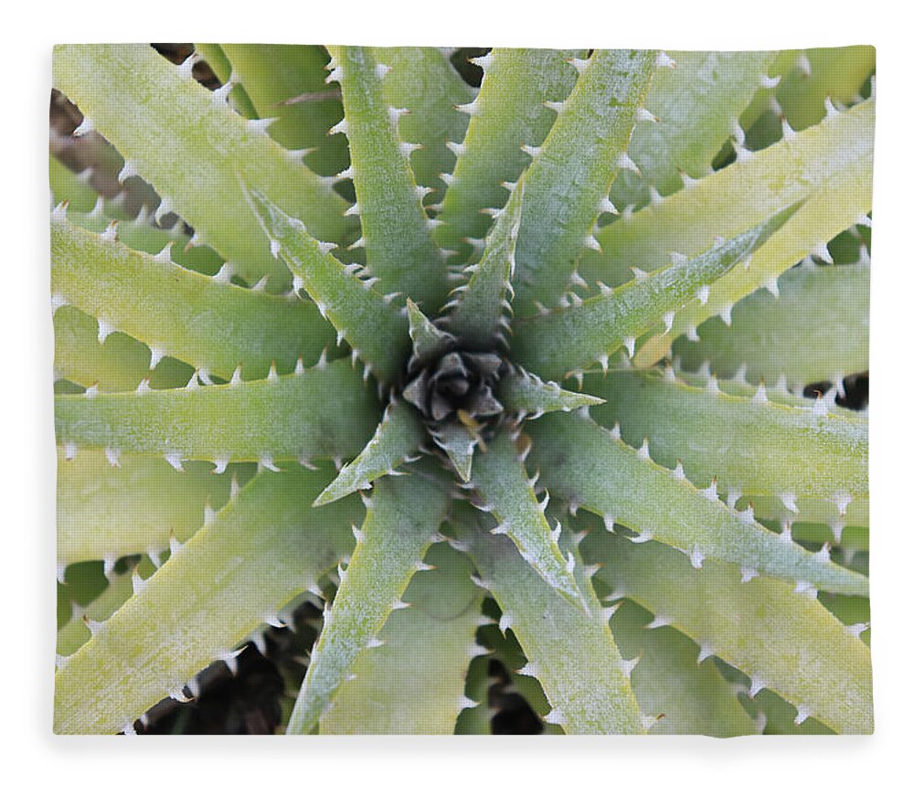 Desert Botanical Gardens Fleece Blanket featuring the photograph Cactus Patterns by David T Wilkinson