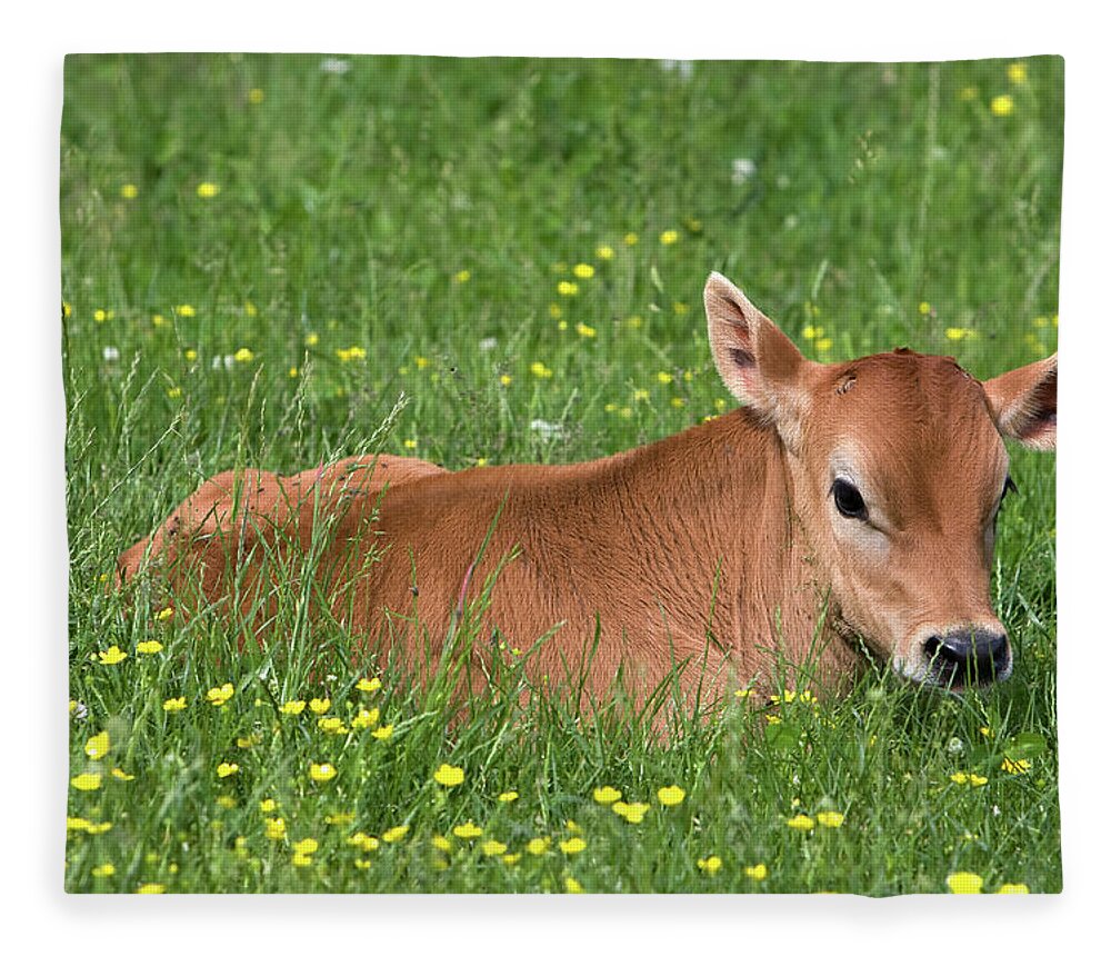 Grass Fleece Blanket featuring the photograph Calf In Field by Csundahl
