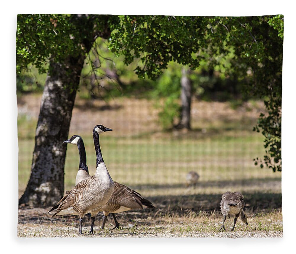 Canadian Goose Fleece Blanket featuring the photograph Canadian Geese Family by Julieta Belmont