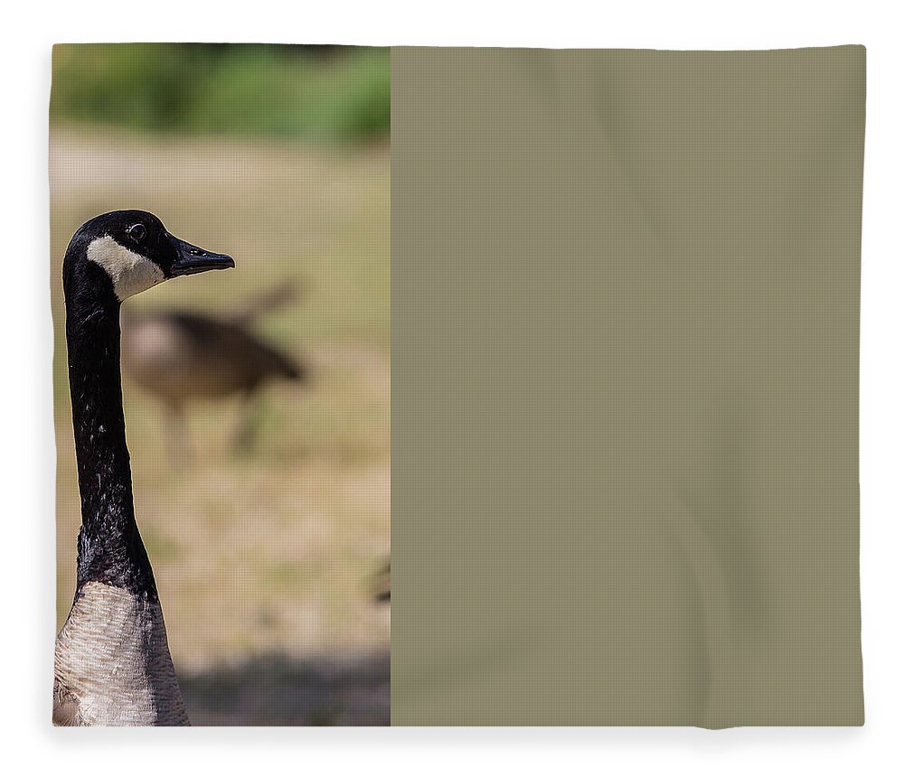 Lake Fleece Blanket featuring the photograph Canadian goose, Mississippi River State Park by Julieta Belmont