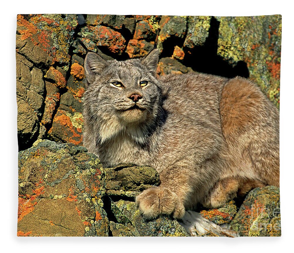 Canadian Lynx Fleece Blanket featuring the photograph Canadian Lynx on Lichen-covered Cliff Endangered Species by Dave Welling