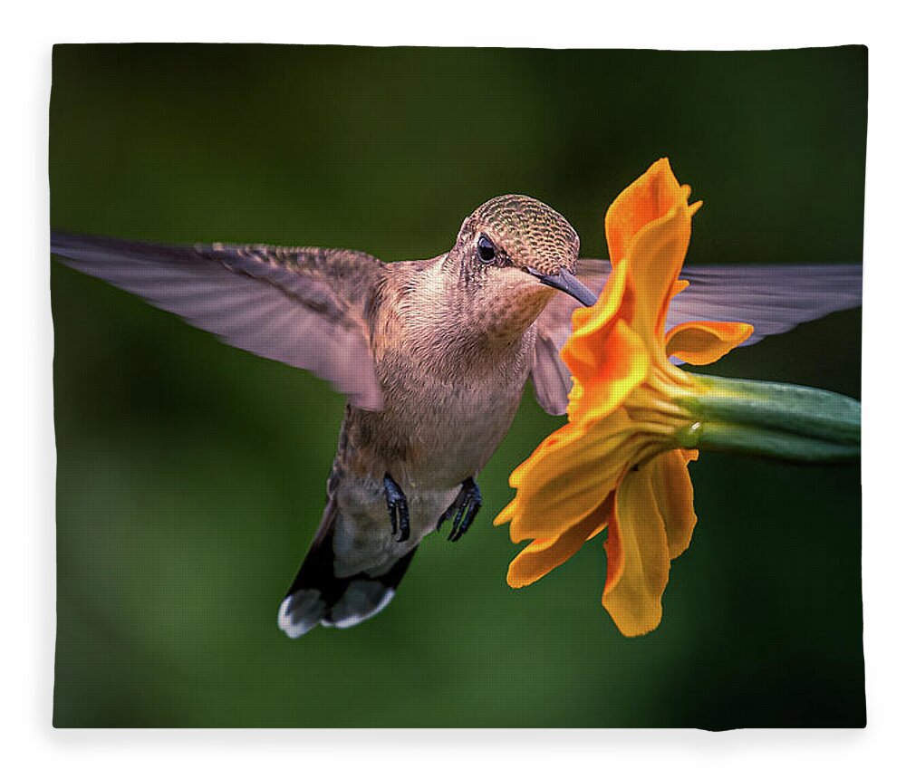 Hummingbird Fleece Blanket featuring the photograph Capturing the Moment by Allin Sorenson