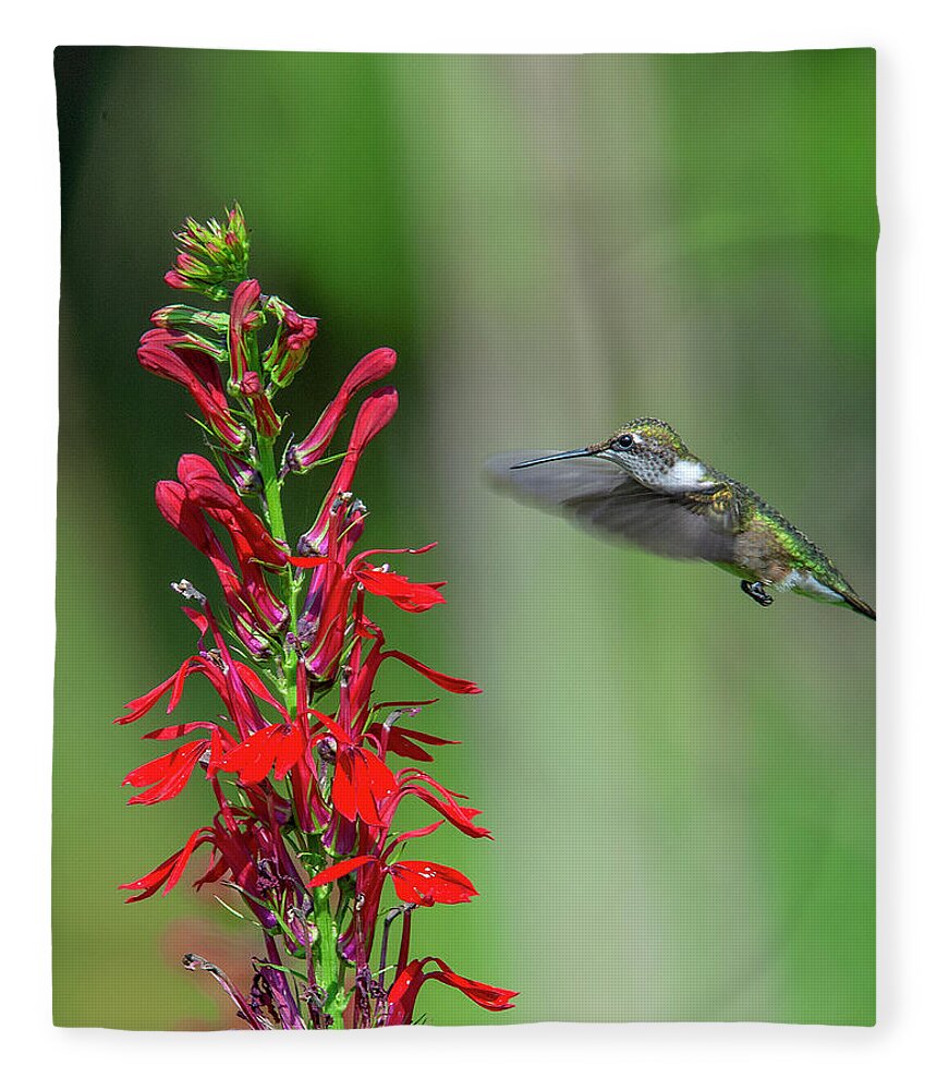Nature Fleece Blanket featuring the photograph Cardinal Flower or Cardinal Lobelia DFL0899 by Gerry Gantt