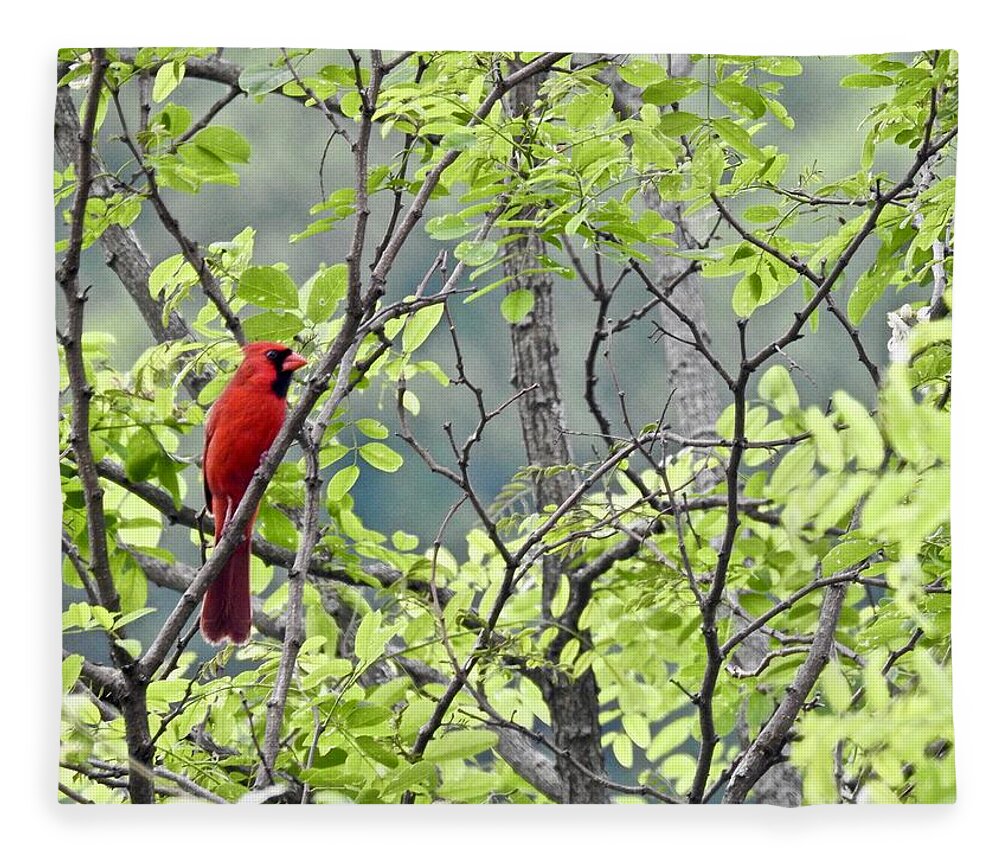 Cardinal Fleece Blanket featuring the photograph Cardinal In The Trees by Kathy Chism