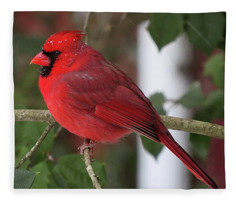 Cardinal Fleece Blanket featuring the photograph Cardinal in Winter by Linda Stern