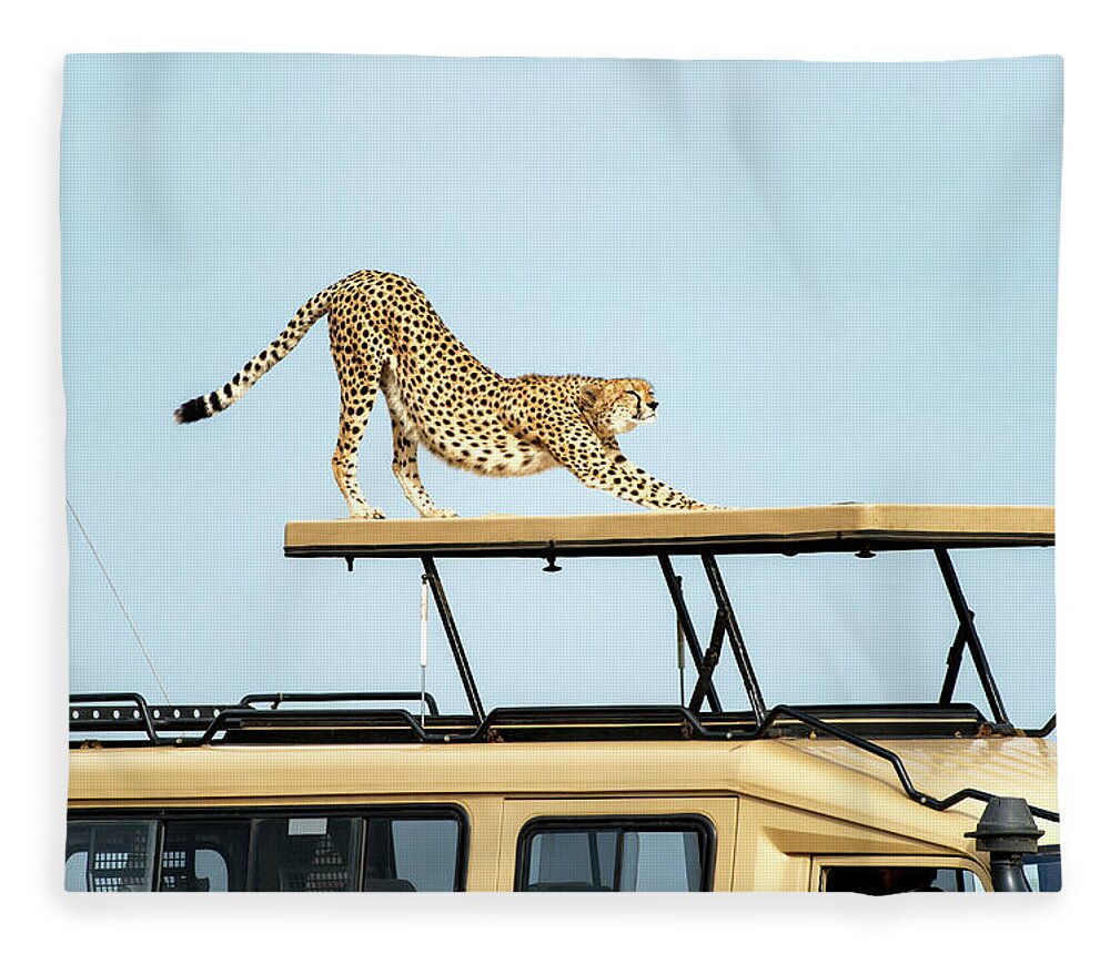 Kenya Fleece Blanket featuring the photograph Cheetah Stretching On Top Of A Safari by Mike Hill