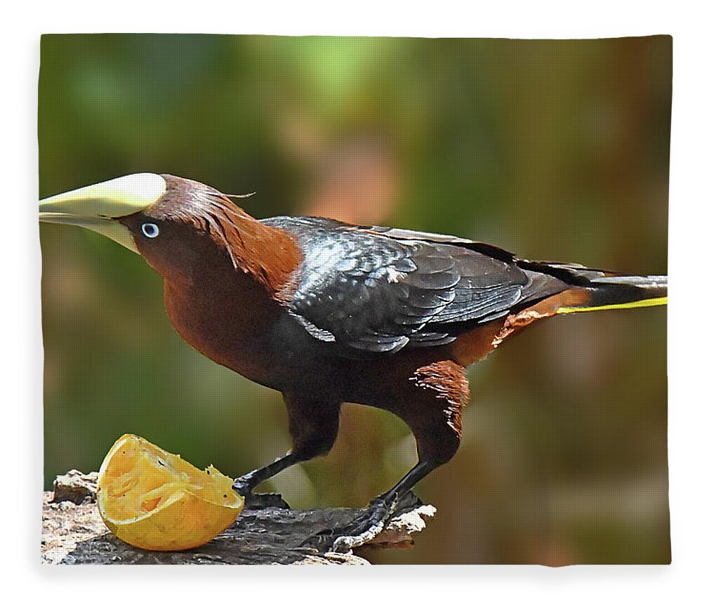 Birds Fleece Blanket featuring the photograph Chestnut-headed Oropendola by Alan Lenk