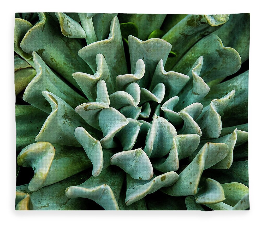 Macro Fleece Blanket featuring the photograph Chevron Succulent by Ginger Stein