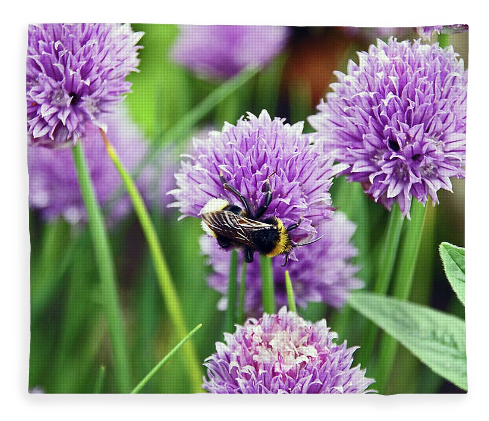 Chorley Fleece Blanket featuring the photograph  CHORLEY. Picnic In The Park. Bee In The Chives. by Lachlan Main