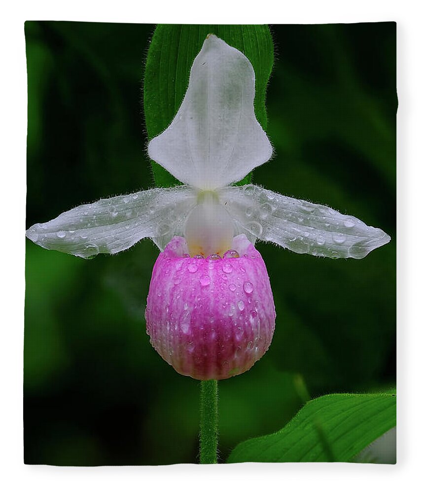 Blossom Fleece Blanket featuring the photograph Classic Lady Slipper by Bill Frische