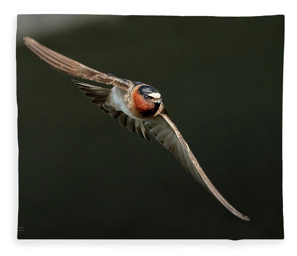 Cliff Swallows Fleece Blanket featuring the photograph Cliff Swallow On the Move by Judi Dressler