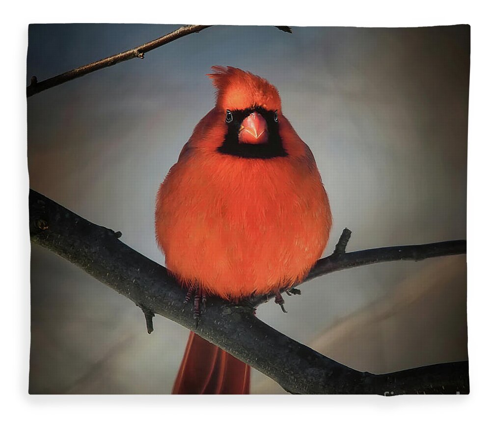 Cardinal Fleece Blanket featuring the photograph Close Encounter On A Blustery Day by Lois Bryan