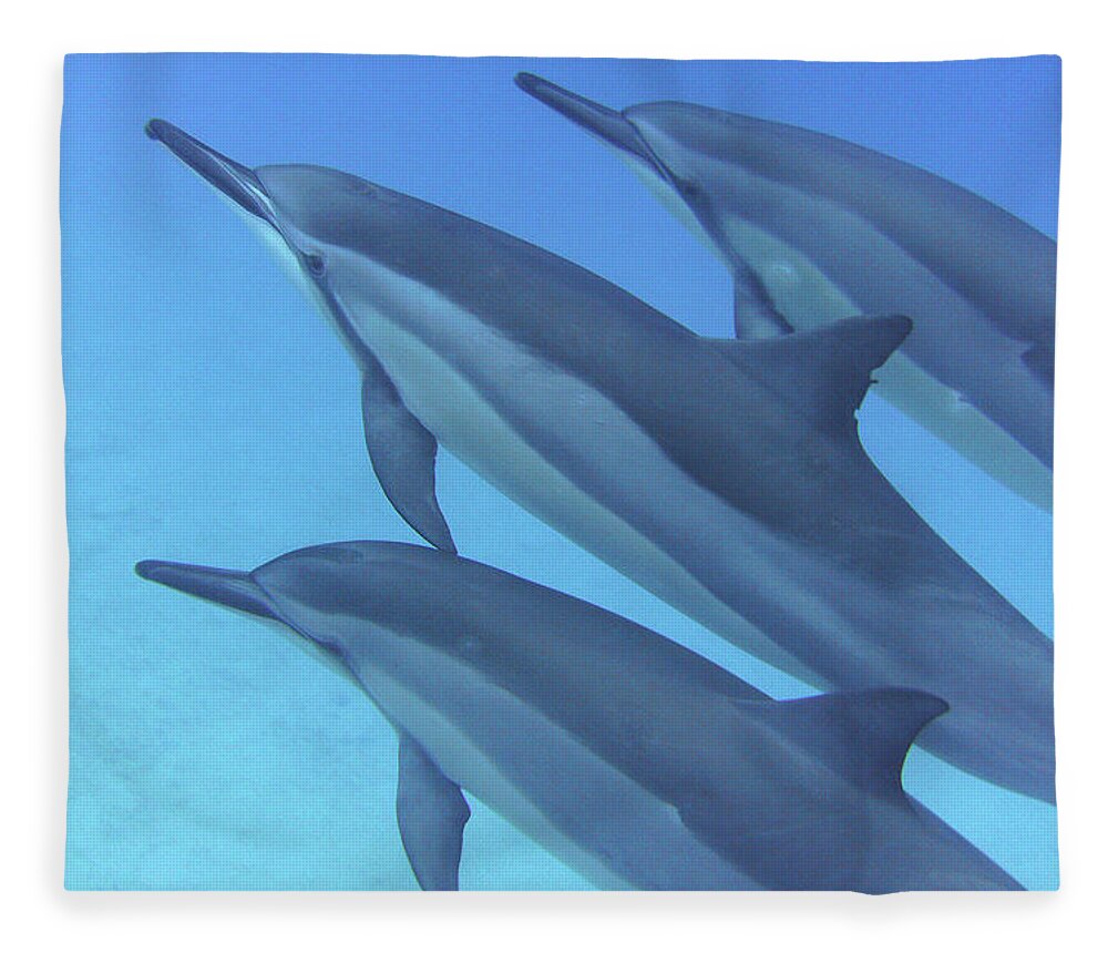 Underwater Fleece Blanket featuring the photograph Close Formation by Photo By Barry Fackler