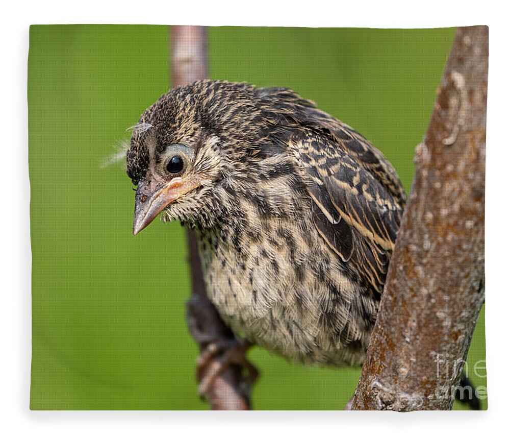 Photography Fleece Blanket featuring the photograph Close up of a Cassin's Finch by Alma Danison