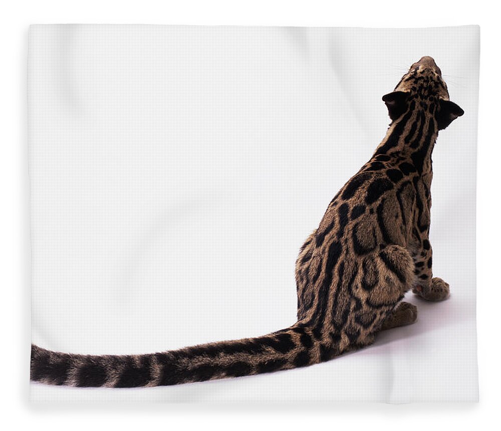White Background Fleece Blanket featuring the photograph Clouded Leopard, Big Tail by Gk Hart/vikki Hart