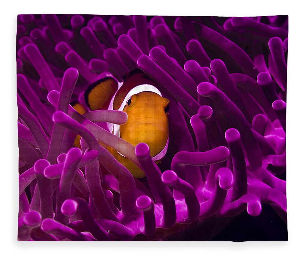 Underwater Fleece Blanket featuring the photograph Clownfish In The Purple World by Photo Acqua E Luce Di Mauro Mainardi