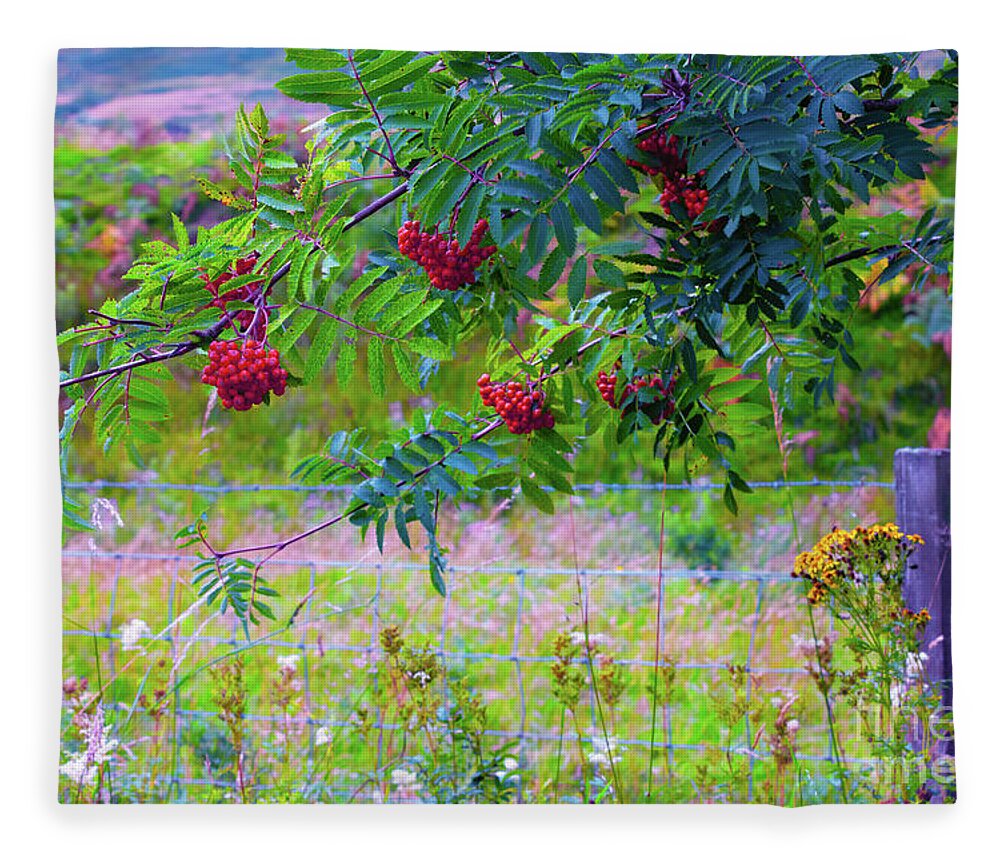 Scottish Fleece Blanket featuring the photograph Clusters of red Scottish rowan berries by Diane Macdonald