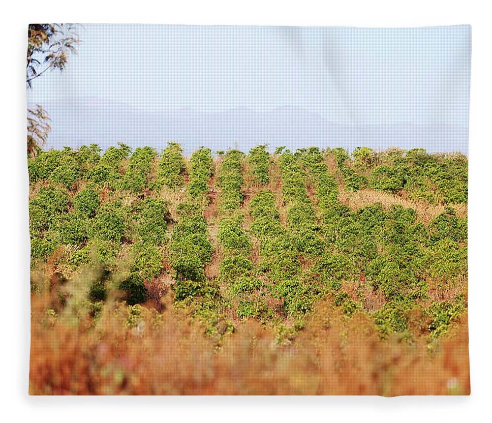 Kenya Fleece Blanket featuring the photograph Coffee Plantation, Kenya by Ivanmateev