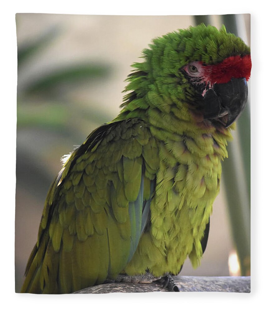 Colorful  parrot bird with fluffy feathers Fleece Blanket by DejaVu  Designs - Pixels