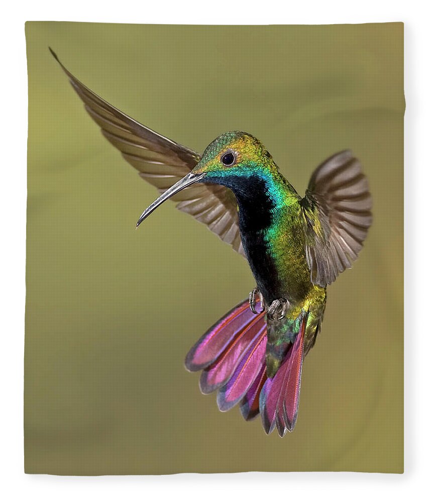 Adventure Fleece Blanket featuring the photograph Colorful Humming Bird by Image By David G Hemmings