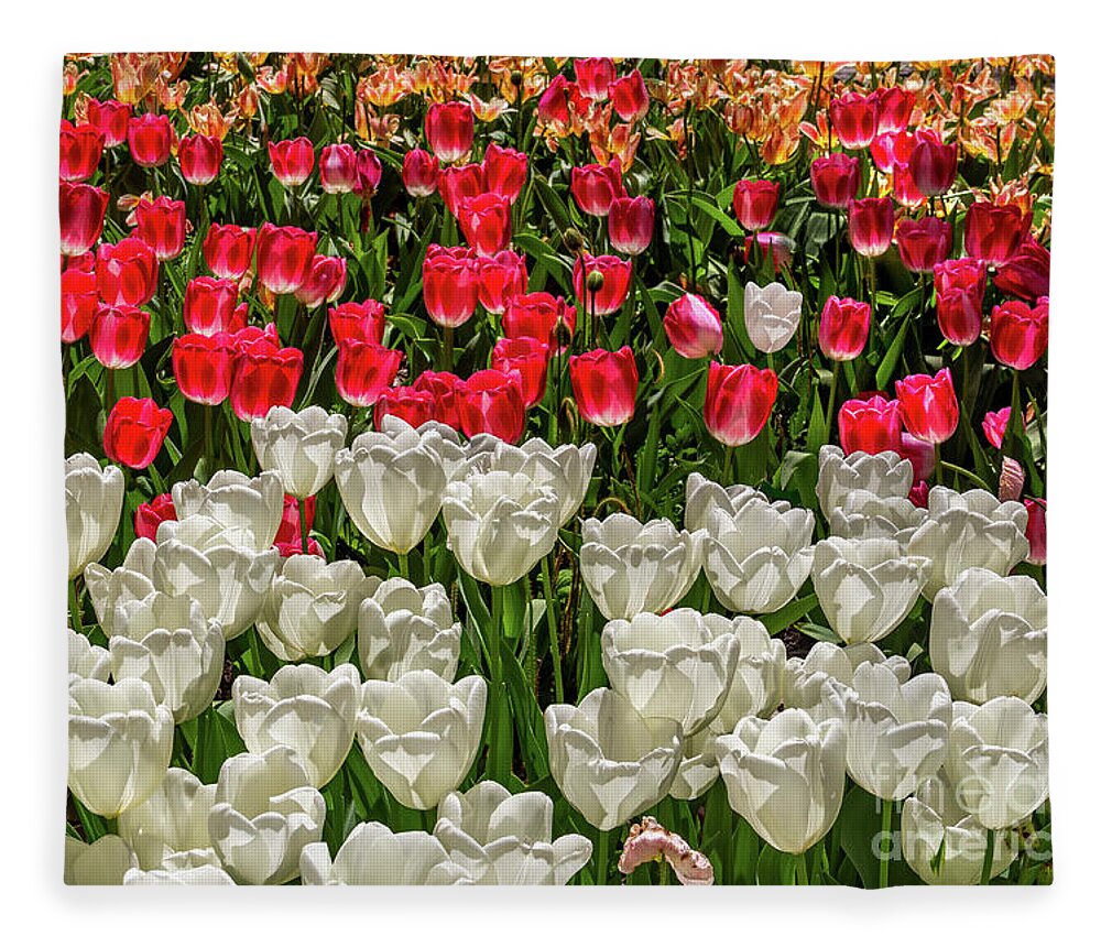 Art Fleece Blanket featuring the photograph Colorful Tulips in White and Pink by Roslyn Wilkins