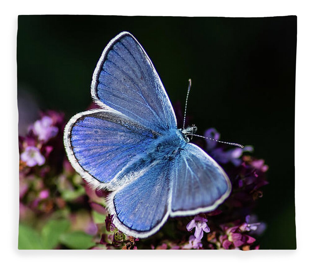 Common Blue Fleece Blanket featuring the photograph Common Blue like the oregano by Torbjorn Swenelius
