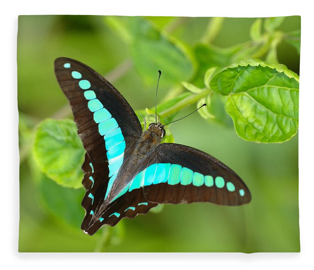 Tropical Rainforest Fleece Blanket featuring the photograph Common Bluebottle Graphium Sarpedon Of by Tcp