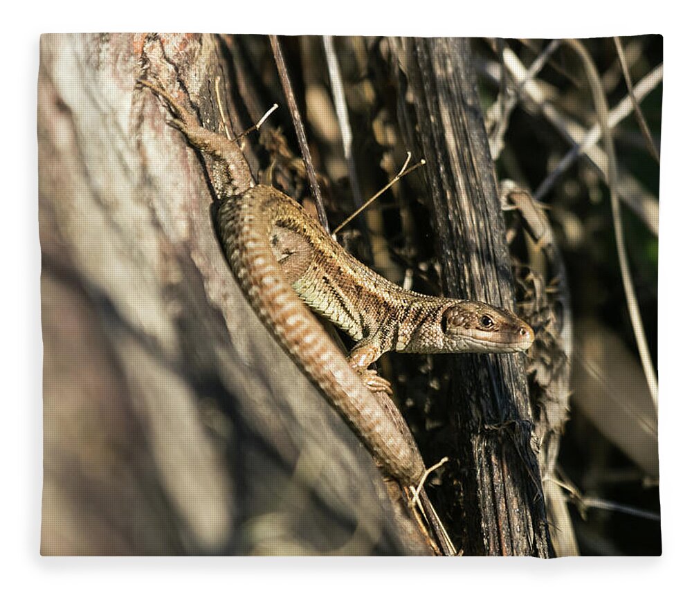 Wildlifephotograpy Fleece Blanket featuring the photograph Common Lizard by Wendy Cooper