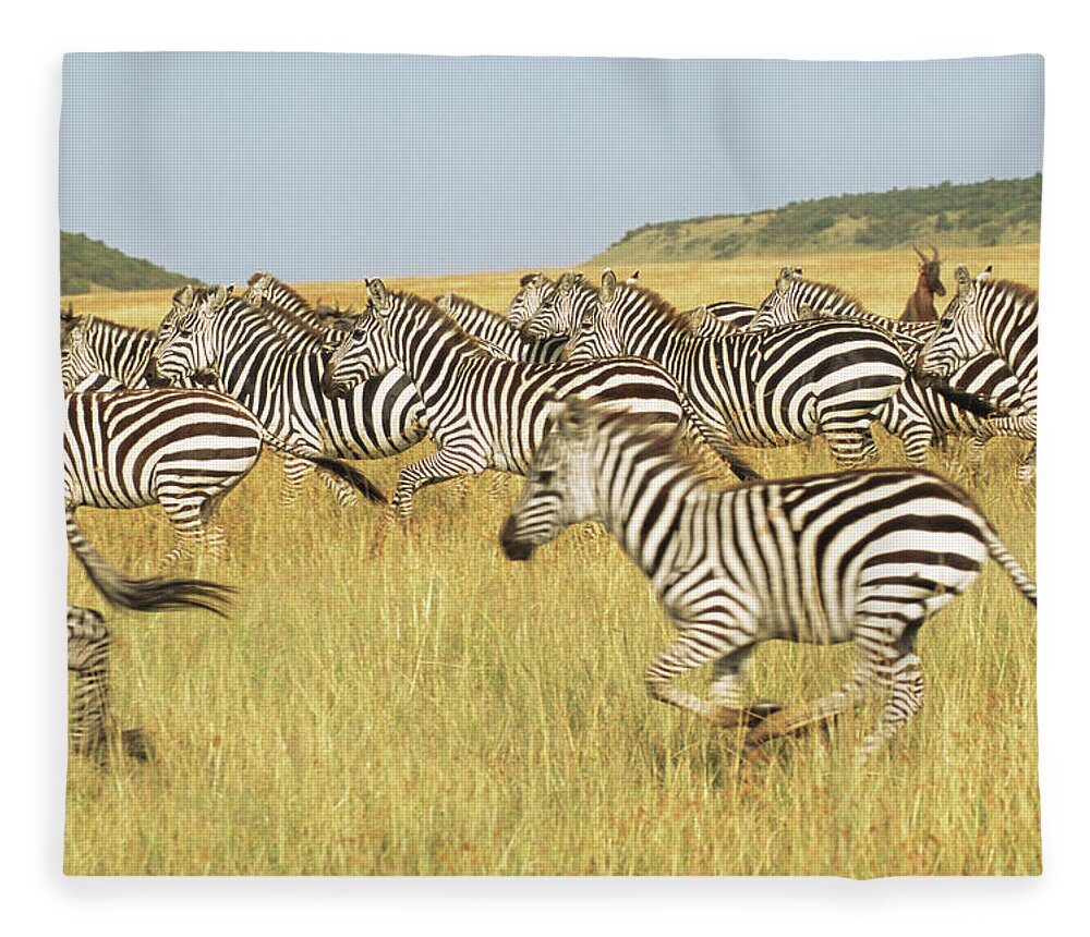 Plains Zebra Fleece Blanket featuring the photograph Common Zebra Herd Galloping by James Warwick