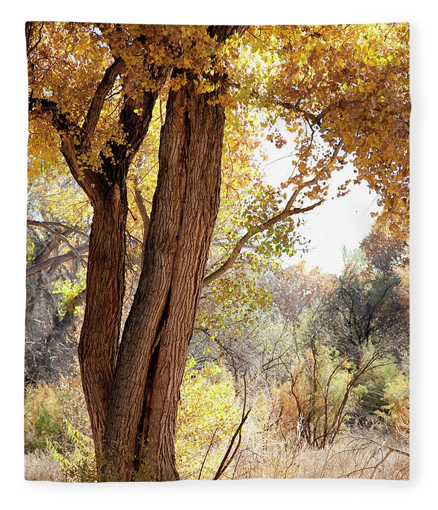 Scenics Fleece Blanket featuring the photograph Cottonwood Tree In Fall, New Mexico, Usa by Duckycards