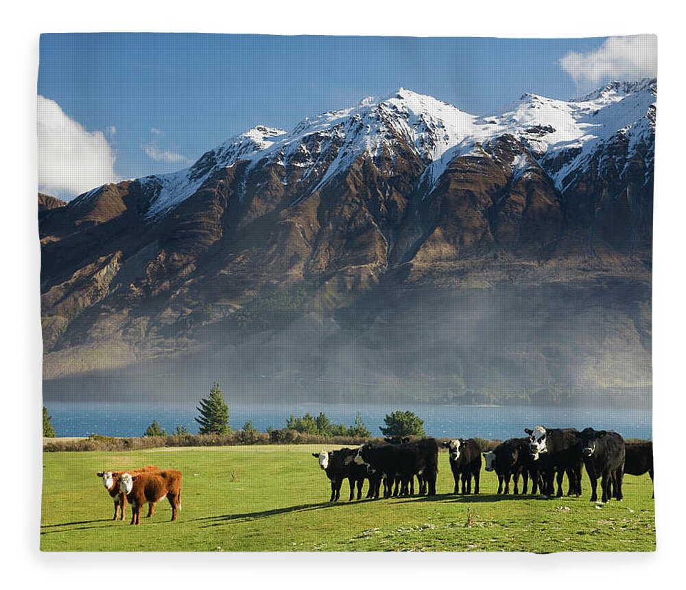 Scenics Fleece Blanket featuring the photograph Cows On The Shores Of Lake Wakatipu At by David Clapp