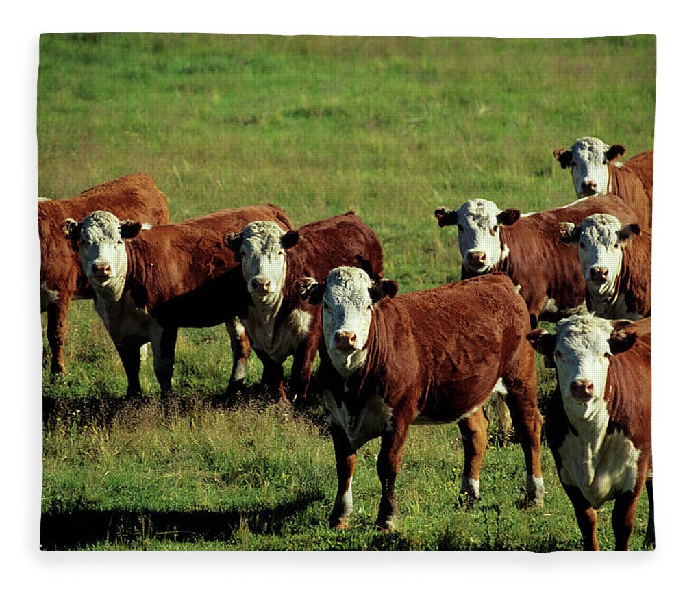 Cows Standing In Field, Stanley, Idaho Fleece Blanket by Karl