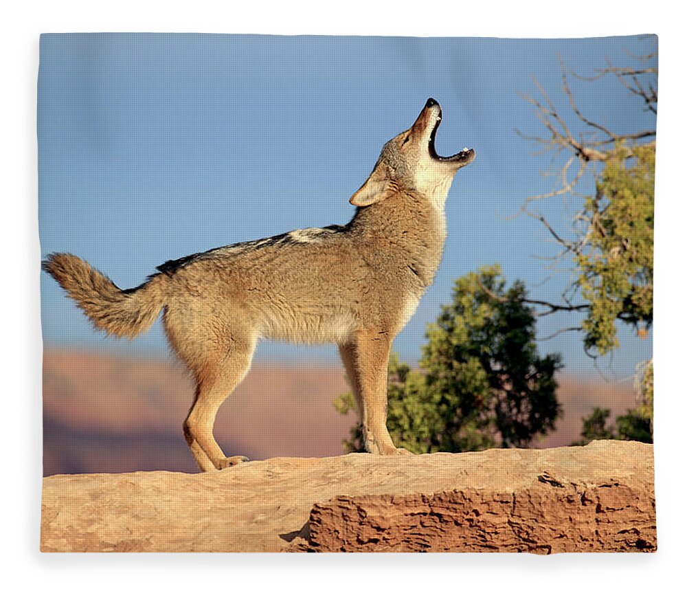 Scenics Fleece Blanket featuring the photograph Coyote by Tier Und Naturfotografie J Und C Sohns