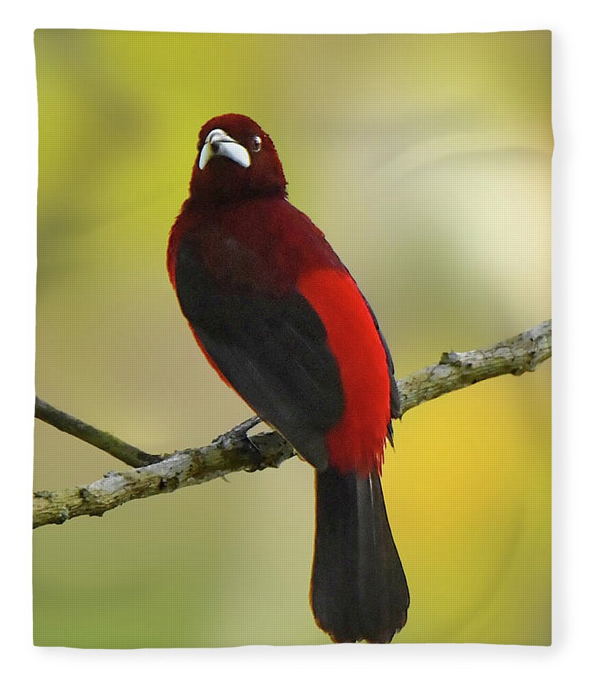 Bird Fleece Blanket featuring the photograph Crimson-backed Tanager by Alan Lenk