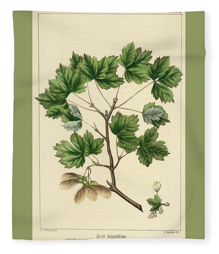 Currant Leaved Maple Fleece Blanket featuring the drawing Currant Leaved Maple by Unknown