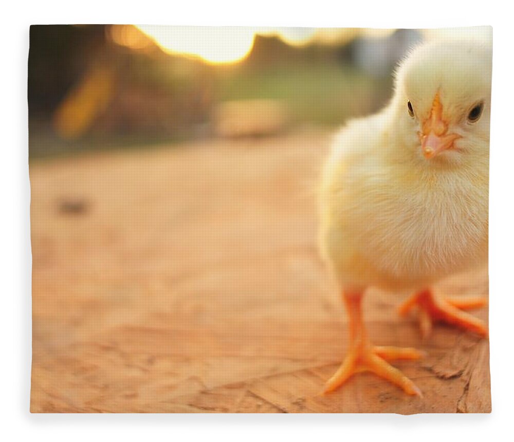 Animal Themes Fleece Blanket featuring the photograph Cute Baby Chicks by Justin Gilliland Photography; Just A Kid In High School