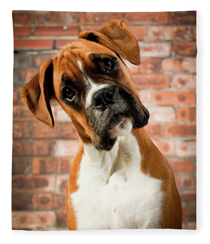 Animal Themes Fleece Blanket featuring the photograph Cute Dog by Danny Beattie Photography