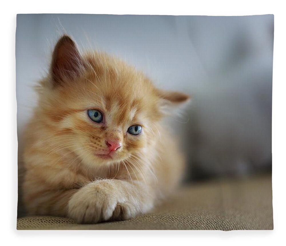 Cat Fleece Blanket featuring the photograph Cute orange kitty by Top Wallpapers