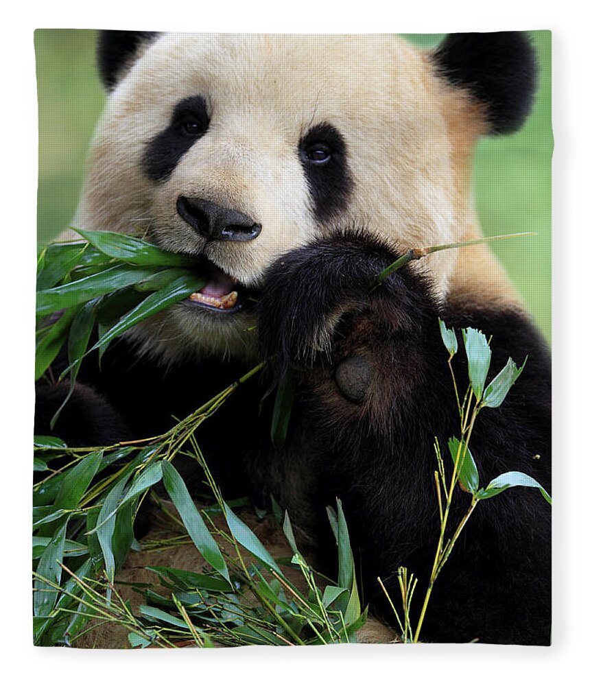 Chinese Culture Fleece Blanket featuring the photograph Cute Panda by Tianyuanonly