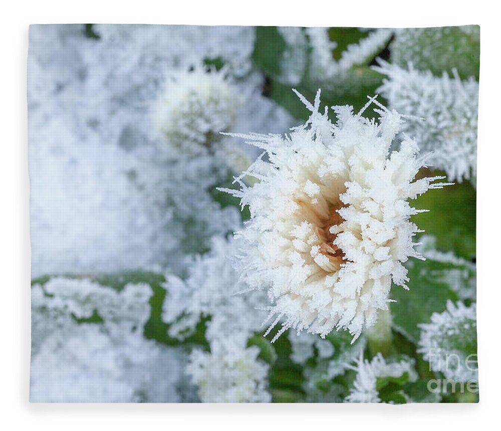 Flower Fleece Blanket featuring the photograph Daisy flower covered in winter ice by Simon Bratt