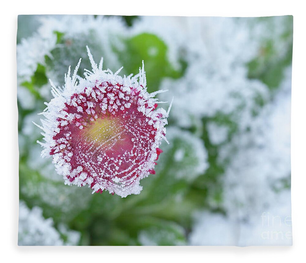 Frozen Fleece Blanket featuring the photograph Daisy frozen in winter garden by Simon Bratt