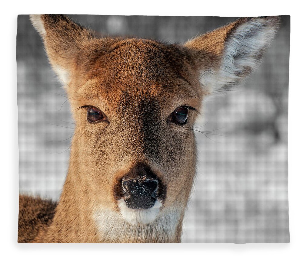 Wildlife Fleece Blanket featuring the photograph Deer Portrait by Cathy Kovarik