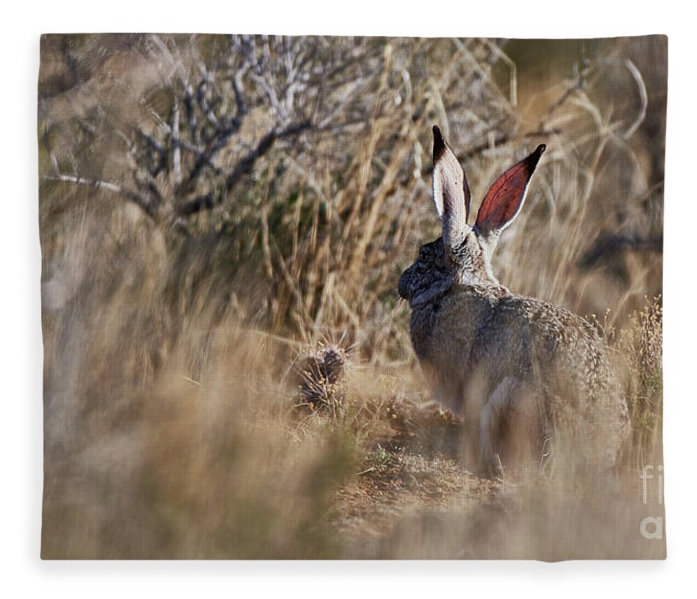 Desert Rabbit Fleece Blanket featuring the photograph Desert Hare by Robert WK Clark